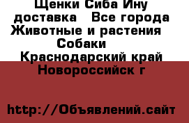 Щенки Сиба Ину доставка - Все города Животные и растения » Собаки   . Краснодарский край,Новороссийск г.